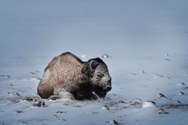 Colorado Bison lies on snow-covered mountain pasture